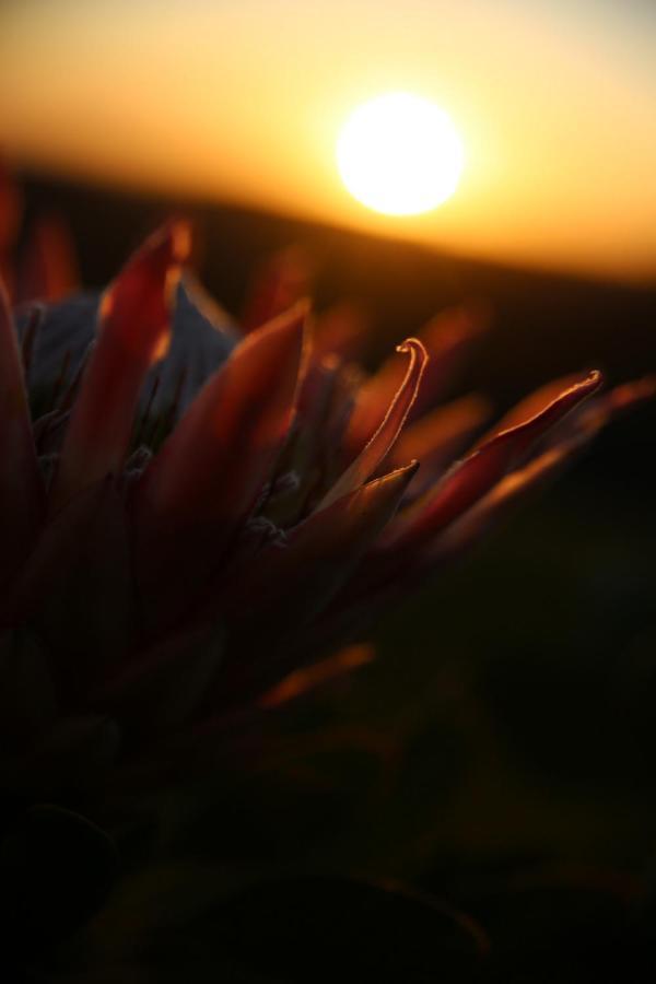 The Wild Edge Last Light Cottage Knysna Exterior photo
